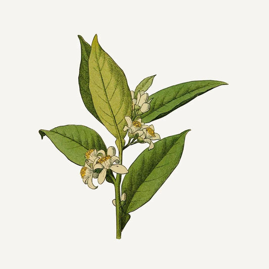 Absolute Flytende Marseille-såpe | Appelsinblomst 500 ml