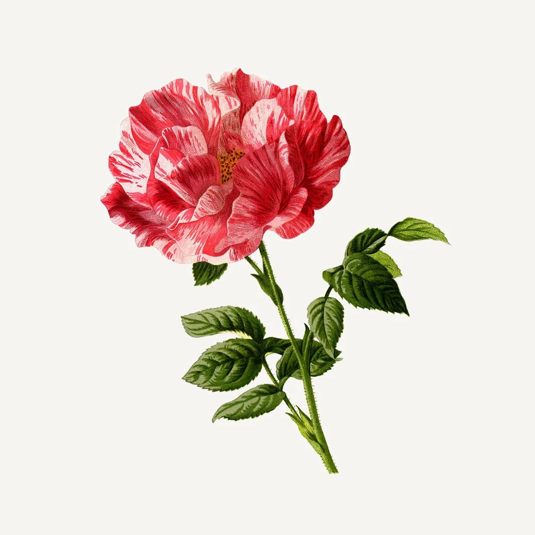 Essentials Såpe Rose 150g