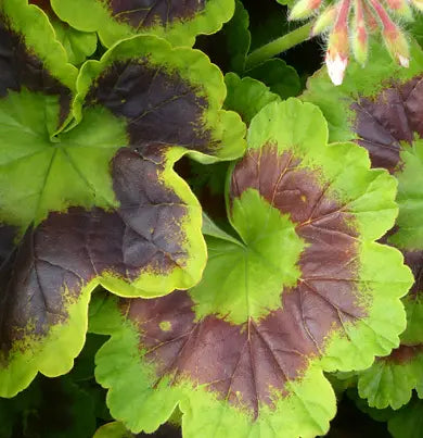 Dr. Vranjes Firenze Milano 500ml m/pinner - ZhosLaila