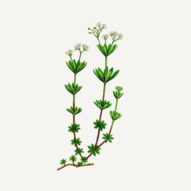 Essentials Såpe Sjøfennikel 150g