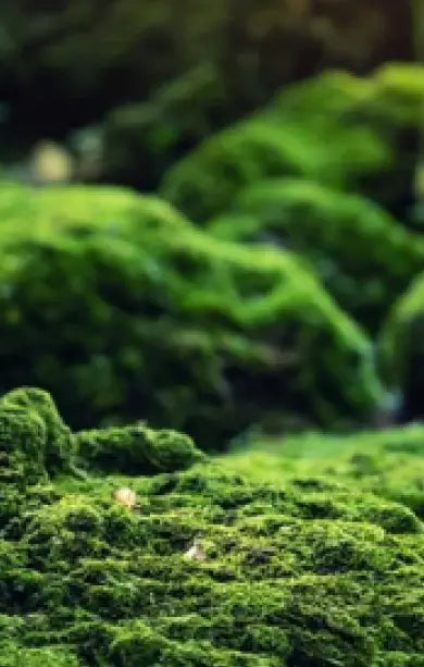 Dr. Vranjes Firenze Alberto de Natale 250ml m/pinner - ZhosLaila