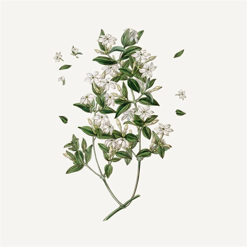 Absolute Håndkrem Jasmin 75ml - ZhosLaila
