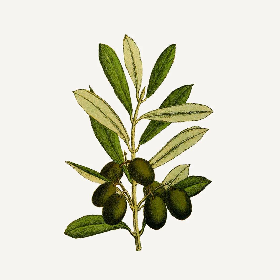 Absolute Flytende Marseille-såpe | Appelsinblomst 500 ml