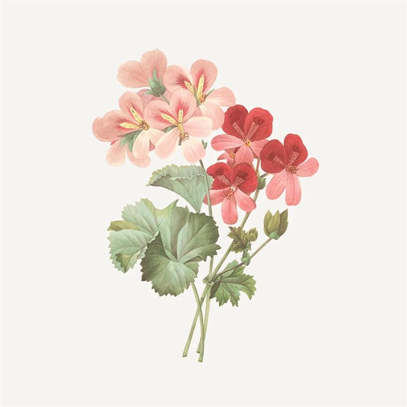 Absolute Håndkrem Rose Geranium 75ml - ZhosLaila