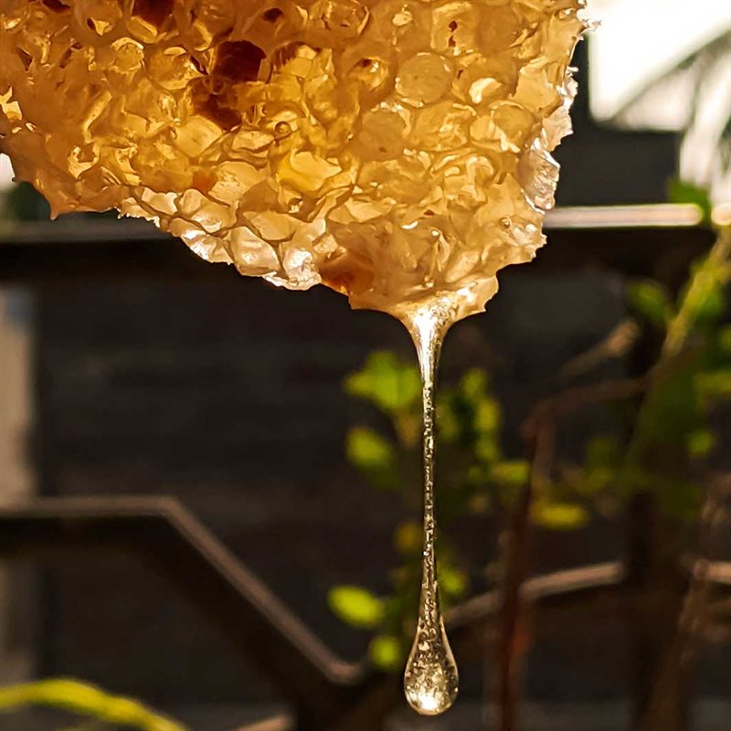 Regenerating Honey 500ml